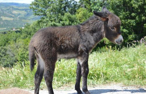 Bellavista - Foto 38