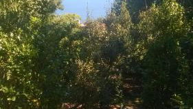 La Camelia d'Oro - Foto 5, Garden view