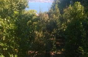 La Camelia d'Oro - Foto 5