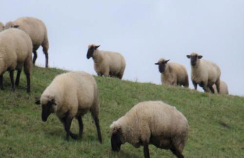 Nordsee Gulfhof 2 mit Garten Dornum 60 qm - Foto 36