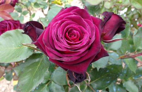 Agriturismo Zafferano e Dintorni - Foto 32