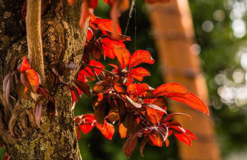 Casa Rural La Alameda - Foto 10