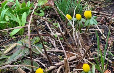 Agro na Wapniarni - Foto 42