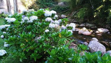 Bangalo a beira do rio em plena natureza - Foto 2