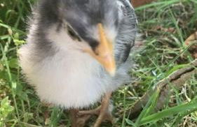 de ole Kohstall - Foto 9