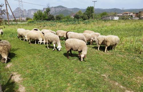 Meteora countryside villa - Foto 55