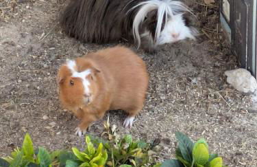 Casa Alegria - Photo 38