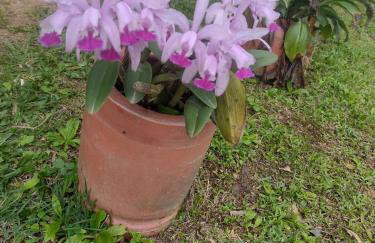 Sitio Casa na Árvore - Photo 17