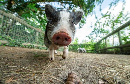 Obst- und Ferienhof Gomeringer - Foto 14
