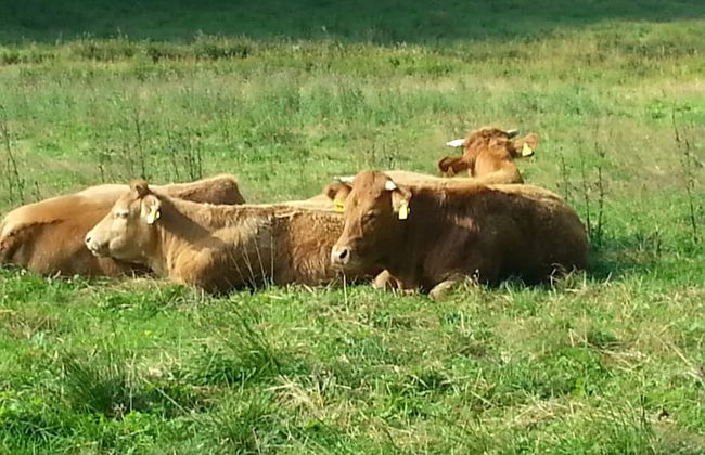 Wohnung in Usseln Nahe Skiliften - Photo 30