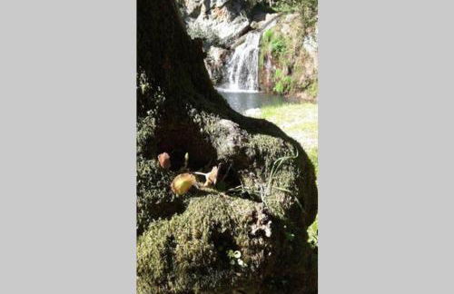 Palheirinho - Foto 47