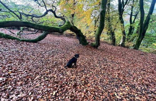 Apartment 3 The Baileys Cwm - Foto 12