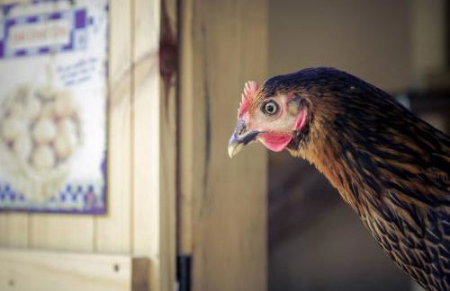 Le Mas de Cocody - Foto 43