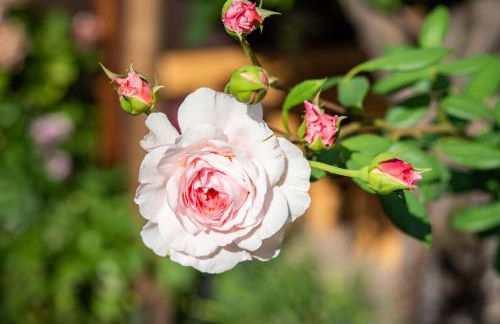 Weingut Schmid Oberrautner Apartment Suites - Foto 38