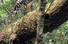 Wise Owl Retreat on the River - Foto 30