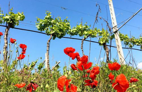 Residenza Eden - Foto 50