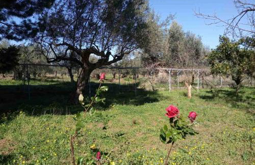 Manousi 1- Ground floor - Foto 9