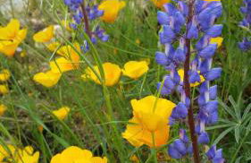 Yosemite Foothill Retreat - Private Guest Suite #3 - Foto 40