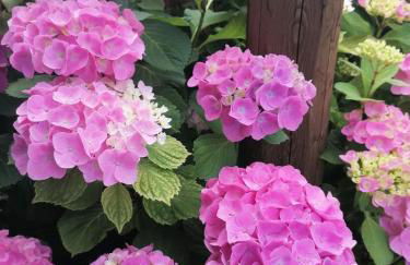 Antica Quercia Apartment - Photo 29