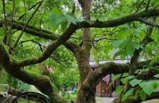 The Cottages - Pet Friendly - Photo 23