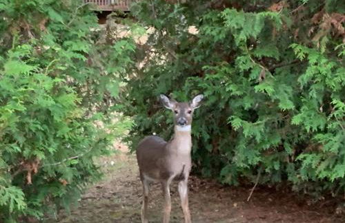 Luxury Loft Cabin 5 miles to TIEC for the Equestrian Internationl Games - Foto 11