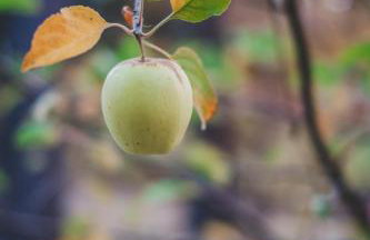 Wildland Aerie at Treehaus with Creekside Hot Tub Pets OK - Foto 70