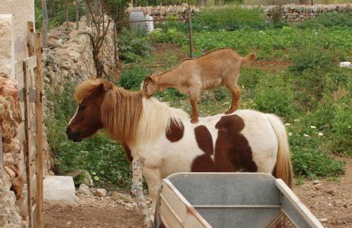 Agroturismo Finca Son Sala - Photo 56