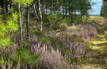 Ostoja Bukowo 12,2 chata u szôłtësa - Foto 25
