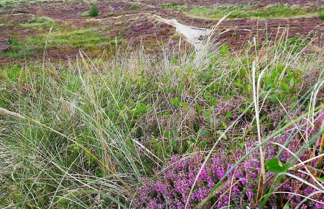 Beachfront Bungalow Bliss - By Traum Ferienwohnungen - Foto 10