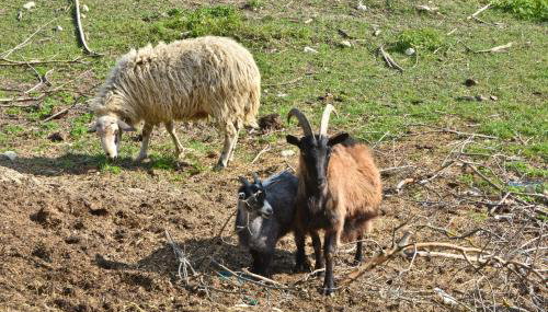 Apartment Agroturizam Radešić - Foto 4