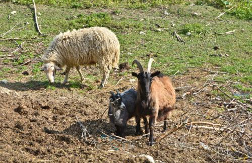 Apartment Agroturizam Radešić - Foto 4