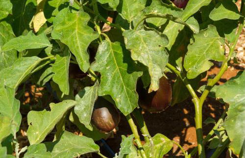 Ideal Hotel - Foto 44