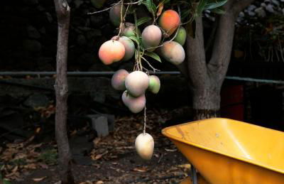 Finca Ecológica Quinta Los Tizones - Foto 57