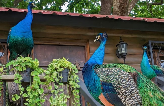 Quinta Pavo Real by Acomodo - Foto 10