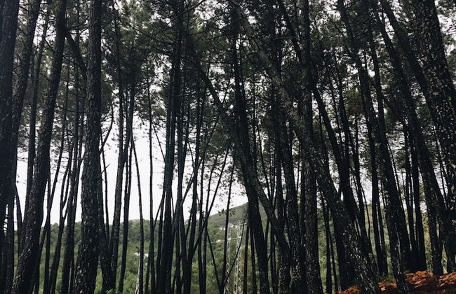 Apartamento Prunus Avium - Foto 20