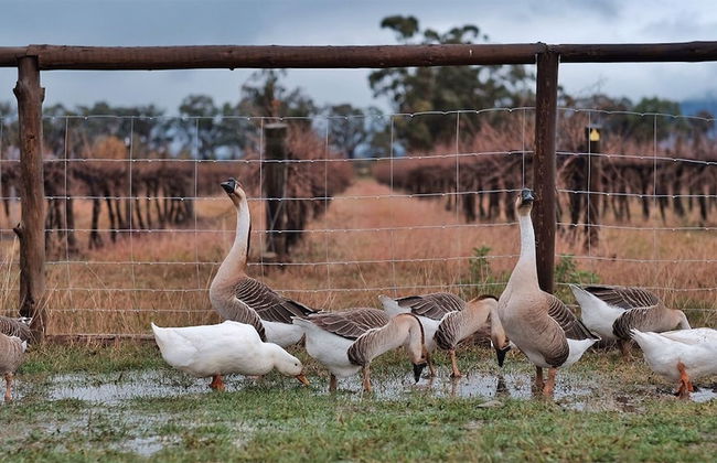 The Farmhouse at Blue Wren Wines - Photo 14