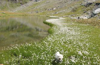 Maison Fosson - Foto 30
