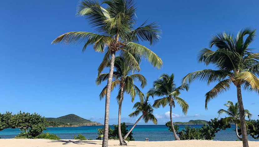 Palmiers à Sapphire Beach