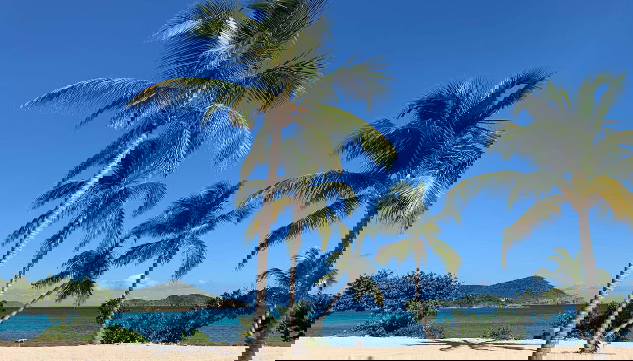 Palmiers à Sapphire Beach