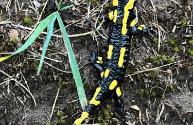 Haus Marta - Photo 60