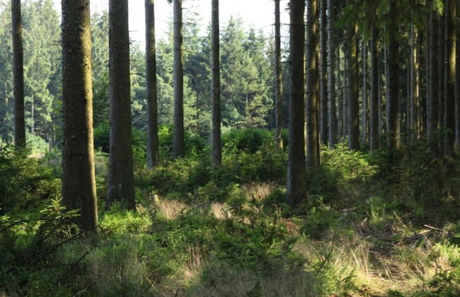 Cozy Nature Escape, Stoumont - Photo 29