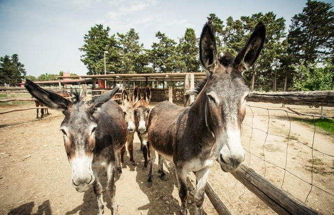 Agriturismo Archelao - Photo 17