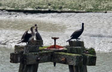 Opal'In proche de la plage et des restaurants - Foto 26