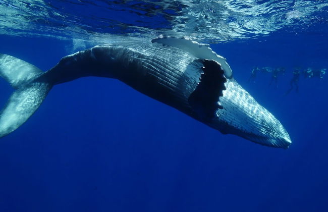 Tahiti Sail and Dive - Foto 30