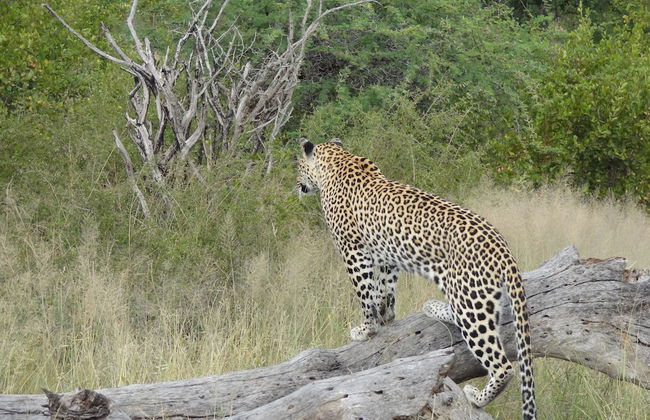 Neem Tree House - Foto 13