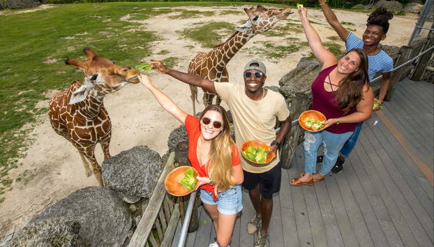 Zoo Miami Tickets - Photo 2, Feed the giraffes!
