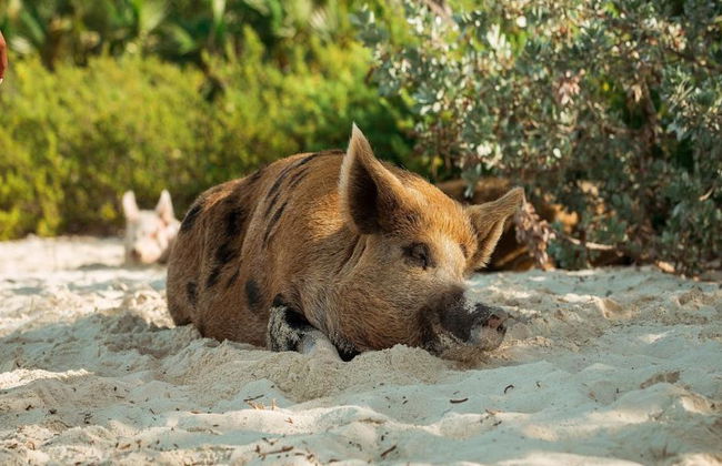 Koh Samui Island Hopping e mergulho com snorkel: Ilha dos Corais e dos Porcos - Tour de dia inteiro - Foto 7
