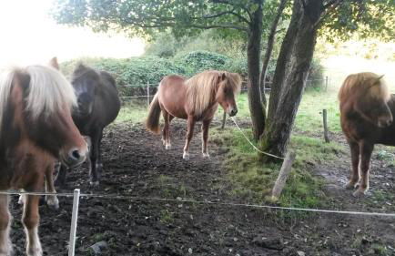 Ferienwohnung am Zeitenweg - Foto 18