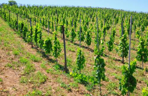 Terra di Ea - Foto 72