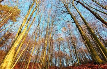 Schody do wody Domek z linią brzegową Kaszuby sauna goraca balia - Foto 64